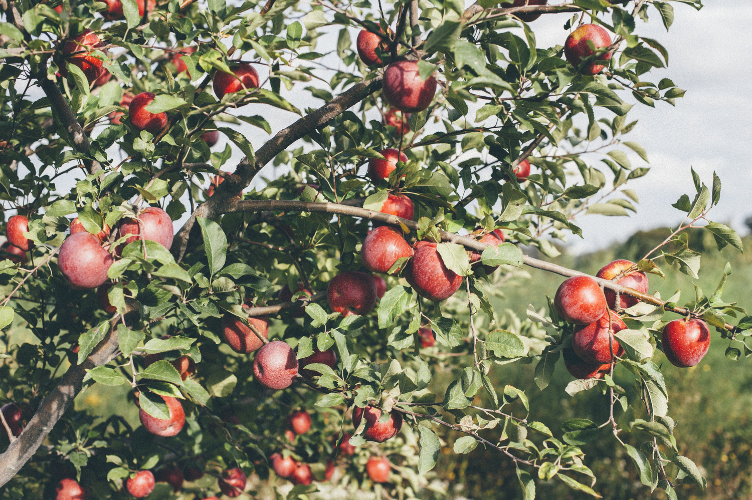 inside elsewhere finger lakes apples