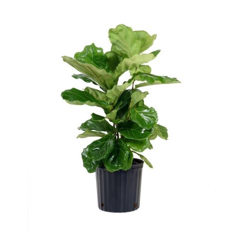 Fiddle-leaf fig plant