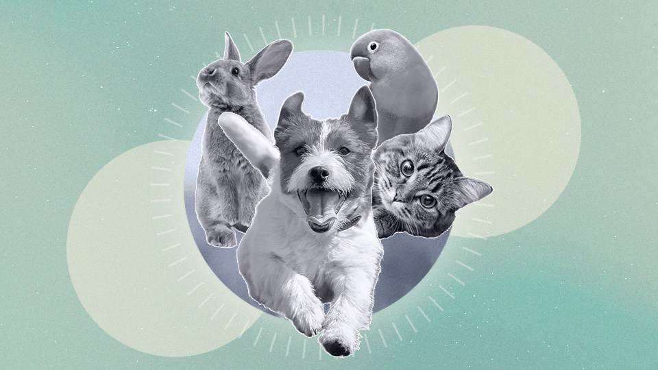 StyleCaster | My Experience With a Pet Psychic / Animal Communicator