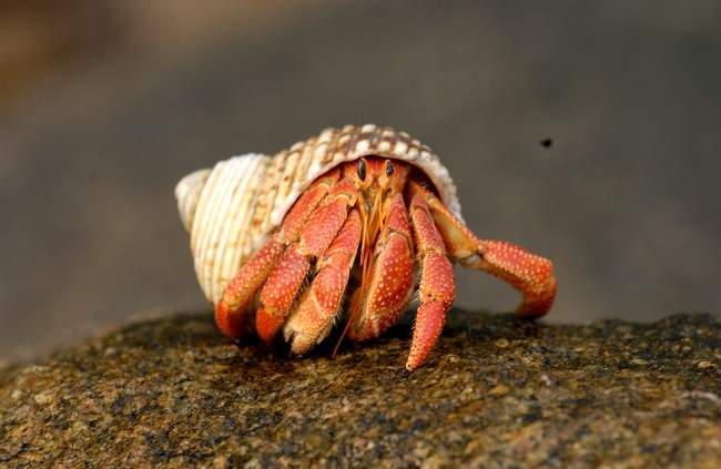 Hermit Crab Pet