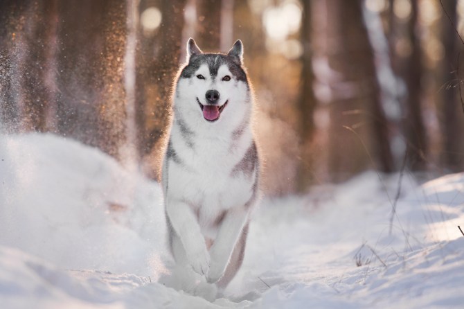Siberian Husky Dog