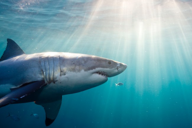 Great White Shark swimming near the sunny surface of the ocean