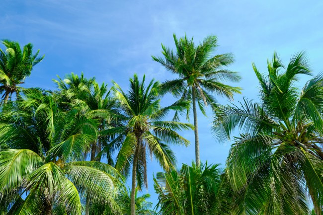 Coconut palm trees against blue sky