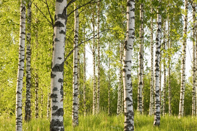 Field of birch trees during the daytime