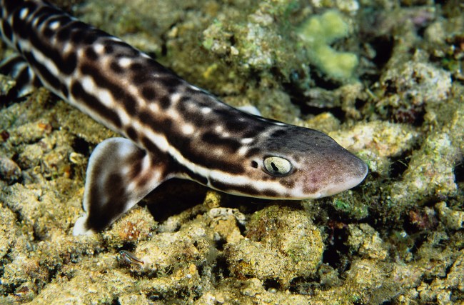 Catfish swimming on top of some coral or rock
