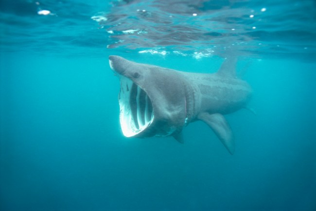 A basking shark with it's mouth wide open in the ocean