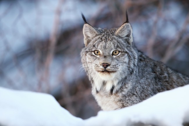 Canadian Lynx