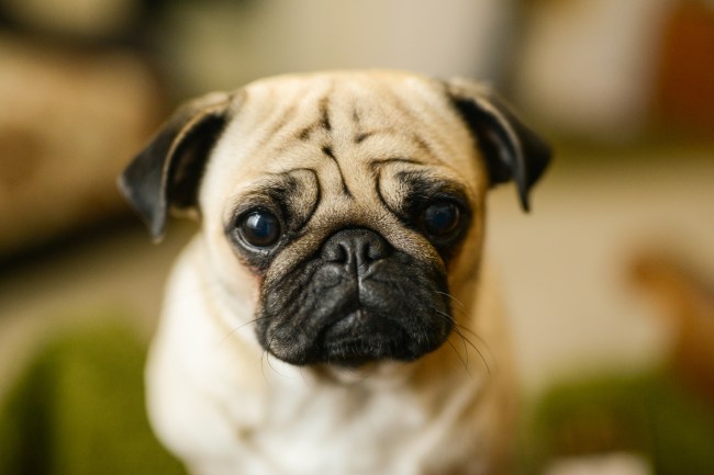 Pug