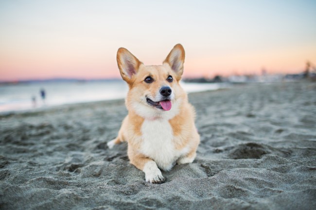 Welsh Pembroke Corgi