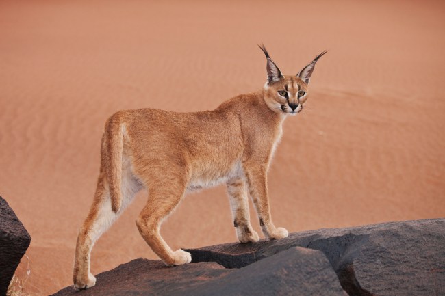 Caracal