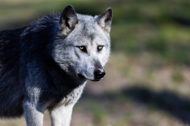 Northwestern Wolf