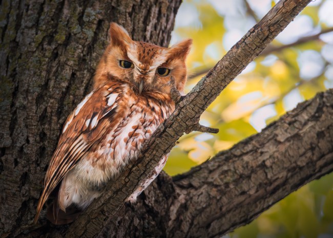 Screech Owl