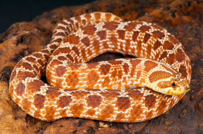 Hognose Snake