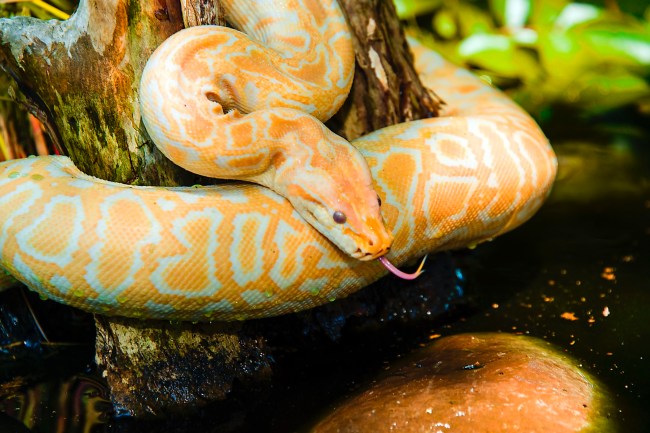 Burmese Python