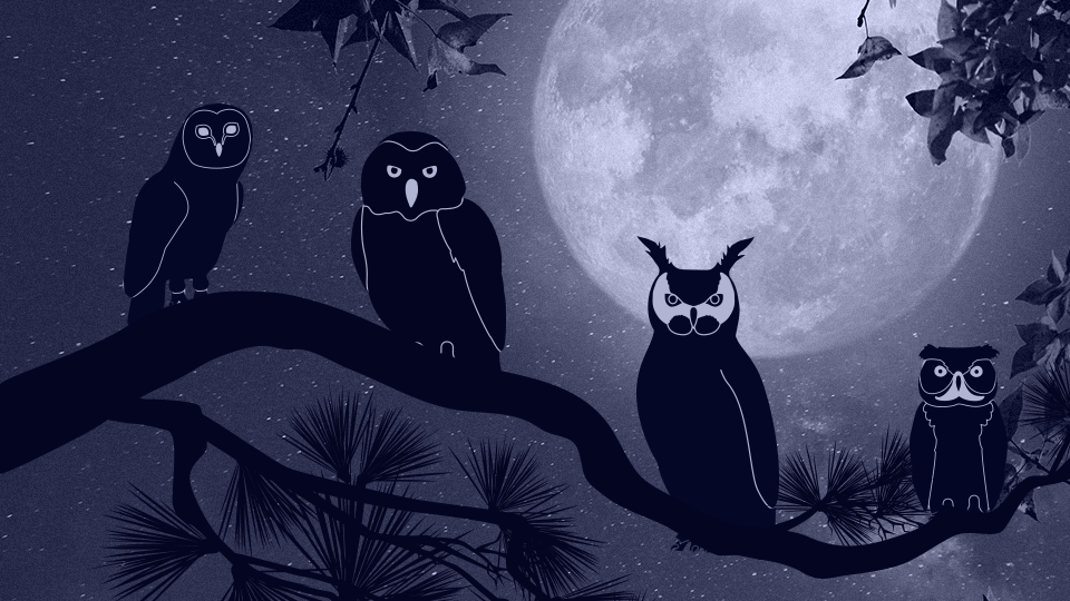 StyleCaster | Here's the Owl That Captures Each Zodiac Sign's Intuition & Hidden Wisdom