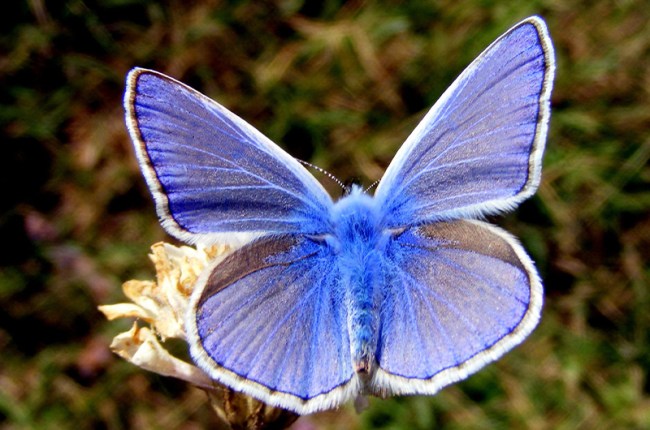 Palos Verdes blue butterfly