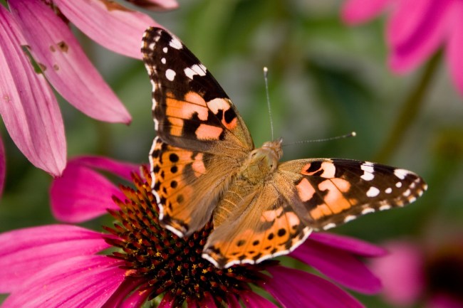 Painted Lady Butterfly