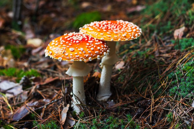 Fly agaric or fly amanita mushrooms