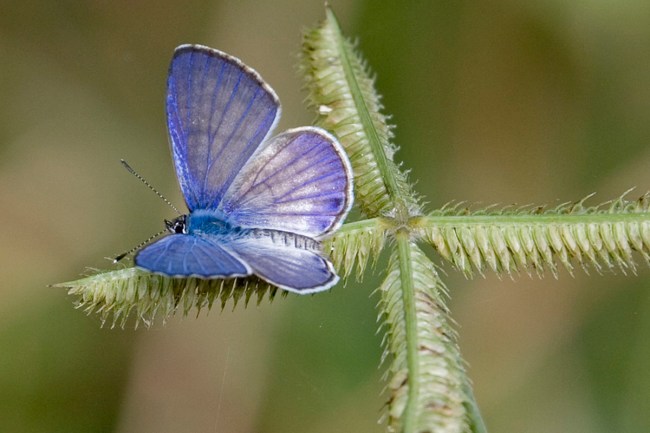 Miami Blue butterfly