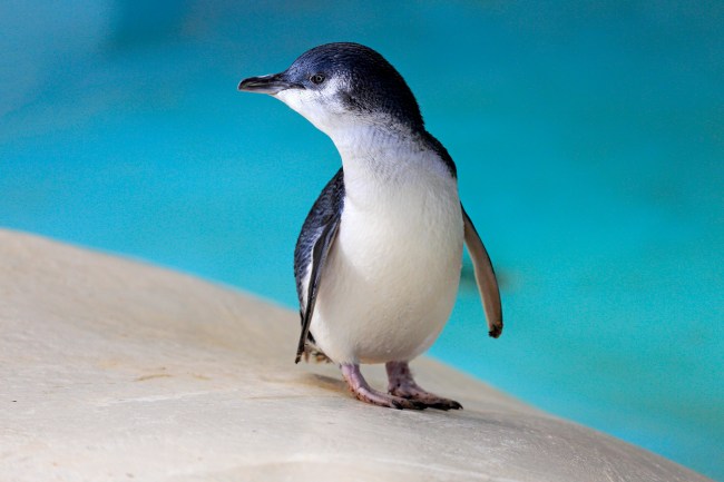 Little Penguin