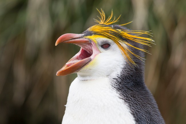Royal Penguin
