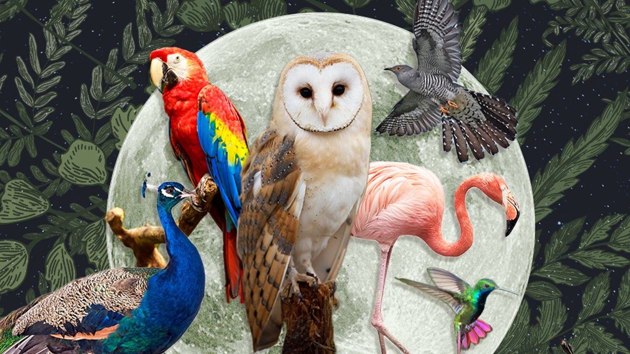 StyleCaster | Zodiac Signs as Birds