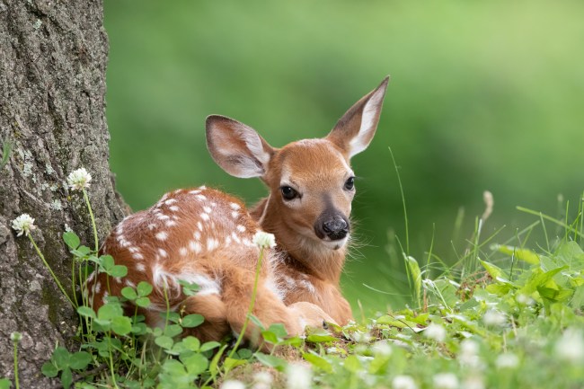 A white tailed deer fawn laying under a tree and waiting for mama to return