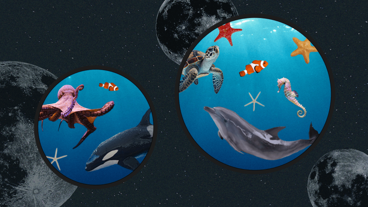 Various marine animals swimming across a window into the ocean world seen against the wall of a dark night sky