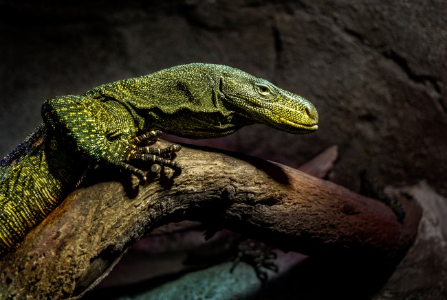 Portrait of the Komodo dragon ( Varanus komodoensis ) - The biggest lizard in the world
