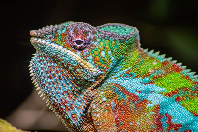 A close up of a bright and multicolored chameleon
