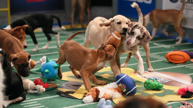 The Puppy Bowl, which you can watch on Animal Planet for free without cable, features playful puppies competing on a miniature football field.