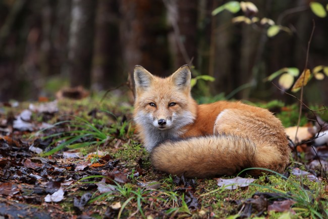 Red Fox resting on the forest floor in Algonquin Provincial Park, Ontario, Canada.