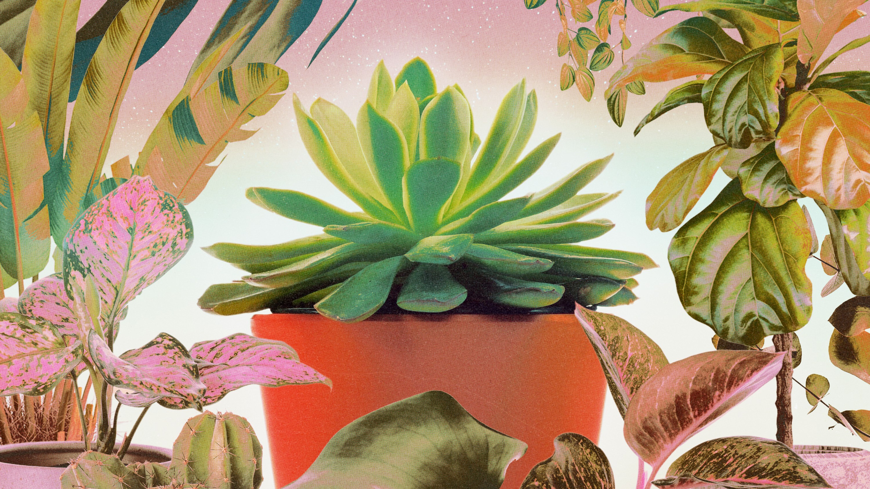A collage filled with different house plants in pink, peach, green, blue, and yellow hues.