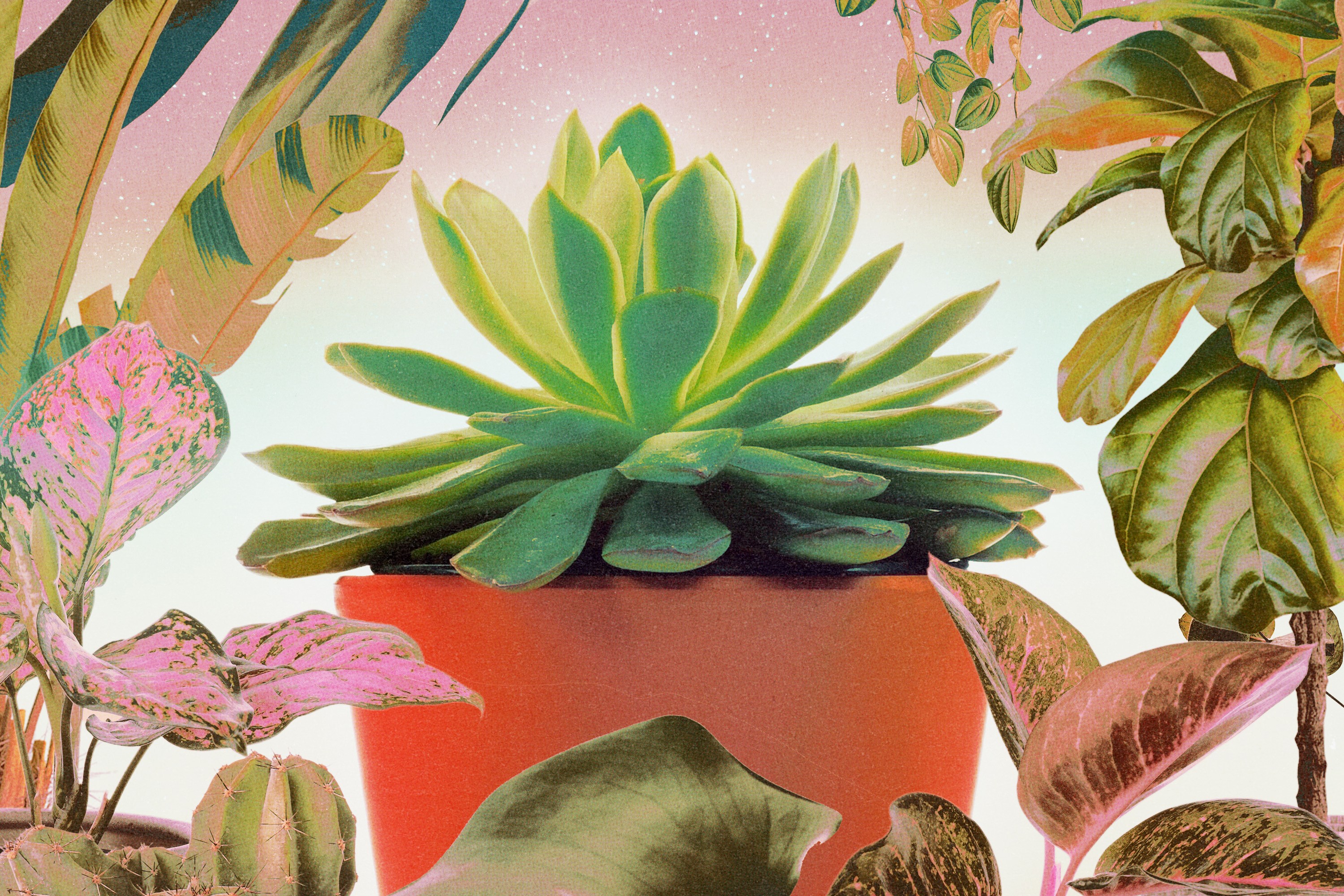 A collage filled with different house plants in pink, peach, green, blue, and yellow hues.